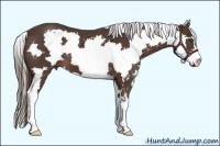 Horse Color:Liver Chestnut Sabino Frame 