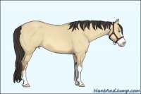 Horse Color:Amber Champagne Roan Dun Sabino 