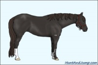 Horse Color:Liver Chestnut Frame 