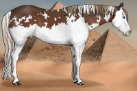 Horse Color:White Spotted Liver Chestnut Splash