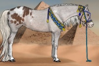 Horse Color:Liver Chestnut Sabino Varnish Rabicano 