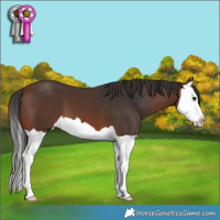 Horse Color:Brown Splash