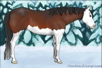 Horse Color:Bay Splash