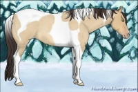 Horse Color:Amber Champagne Roan Dun Tobiano 