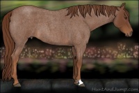 Horse Color:Red Roan 
