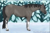 Horse Color:Grullo Roan Tobiano Rabicano