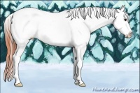 Horse Color:Bay Dun Splash Tobiano Appaloosa 