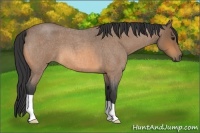 Horse Color:Buckskin Roan 