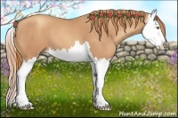 Horse Color:Gold Champagne Splash 