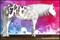 Horse Color:Brown Splash Appaloosa Rabicano 