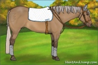 Horse Color:Silver Bay Dun