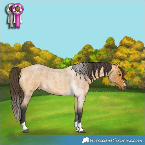 Horse Color:Buckskin Roan 