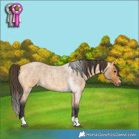 Horse Color:Buckskin Roan 