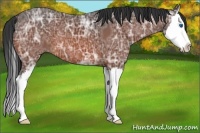 Horse Color:Bay Ice Sabino Splash 