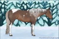 Horse Color:Silver Black Tobiano 