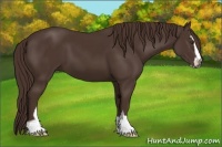Horse Color:Liver Chestnut Sabino 