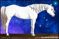 Horse Color:Chestnut Appaloosa 