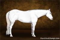 Horse Color:Perlino Near Leopard 