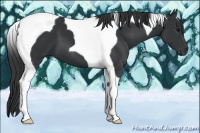 Horse Color:Black Tobiano