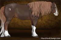 Horse Color:Liver Chestnut Splash 