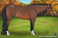 Horse Color:Bay Roan 