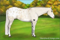 Horse Color:White Spotted Silver Bay Dun Splash Appaloosa Rabicano 