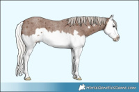 Horse Color:Silver Blue Roan Splash Frame 