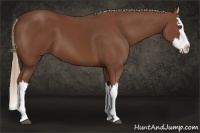 Horse Color:Chestnut Splash 