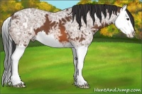 Horse Color:Bay Ice Splash 