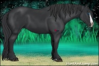 Horse Color:Black Splash