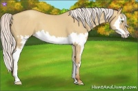 Horse Color:Silver Classic Champagne Dun Splash Frame 
