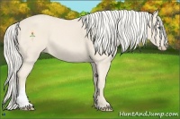 Horse Color:Cremello 