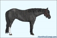 Horse Color:Black  Brindle