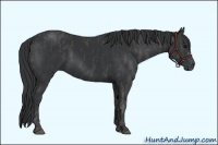 Horse Color:Black  Brindle