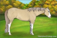 Horse Color:Chocolate Palomino Dun Sabino Splash