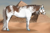 Horse Color:White Spotted Liver Chestnut Splash 