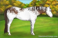 Horse Color:White Spotted Liver Chestnut 