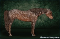 Horse Color:Liver Chestnut Ice Sabino 