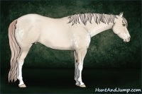 Horse Color:White Spotted Chocolate Palomino Pearl Dun