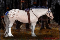 Horse Color:Bay Appaloosa