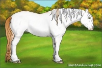 Horse Color:White Spotted Gold Champagne