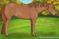 Horse Color:Chestnut Frame