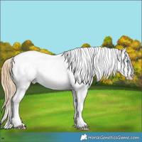 Horse Color:Buckskin Pearl Sabino Appaloosa 