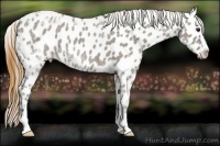 Horse Color:Smoky Grullo Ice Sabino Appaloosa Rabicano