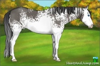 Horse Color:White Spotted Grullo Sabino Splash