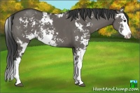 Horse Color:Grullo Sabino Splash Rabicano 