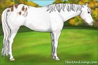 Horse Color:Silver Bay Sabino Splash Appaloosa Rabicano 