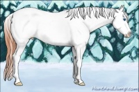 Horse Color:Classic Champagne Splash Tobiano Appaloosa