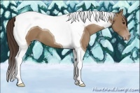 Horse Color:Classic Champagne Tobiano