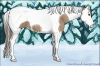 Horse Color:Classic Champagne Splash Tobiano 